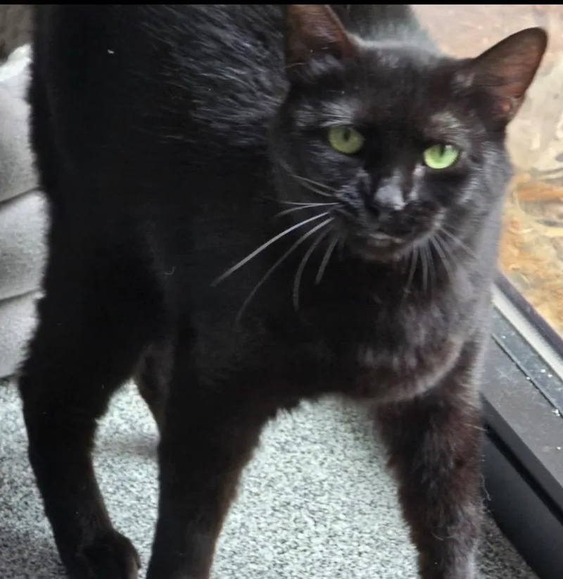 An adult medium-sized female Domestic Short Hair cat named Ninja for adoption in Muskegon, MI