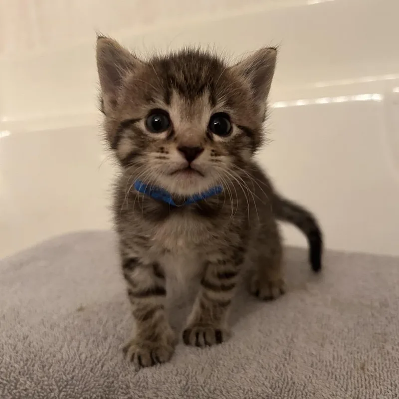 A baby small-sized male Brown / Chocolate Domestic Short Hair cat named Nick for adoption in Auburn, AL