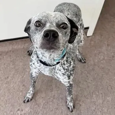A young medium-sized female Terrier dog named Piper for adoption in Saint Louis, MO