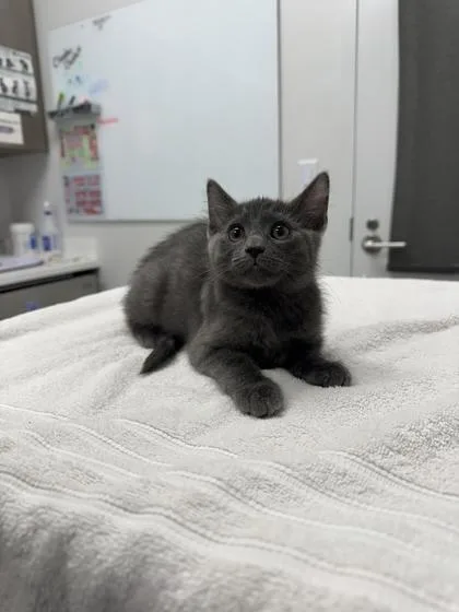A baby small-sized female Gray / Blue / Silver Domestic Short Hair cat named Behold...Me! for adoption in Kansas City, MO
