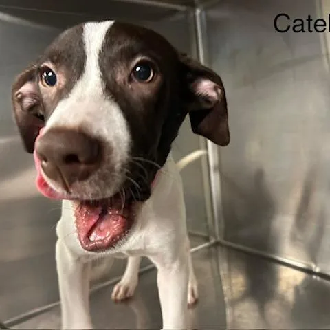 A baby medium-sized female White / Cream Mixed Breed dog named Catelyn for adoption in Knoxville, TN