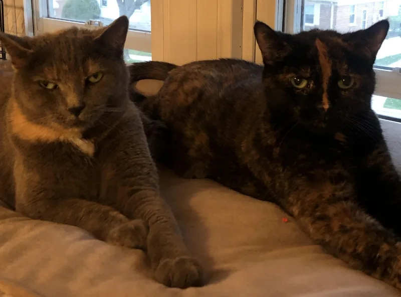 An adult medium-sized female Tortoiseshell Domestic Short Hair cat named Blossom for adoption in Milwaukee, WI