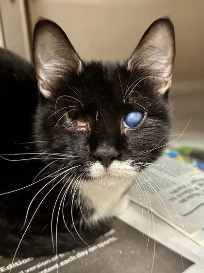 An adult medium-sized female Domestic Short Hair cat named The Oracle for adoption in Wichita, KS