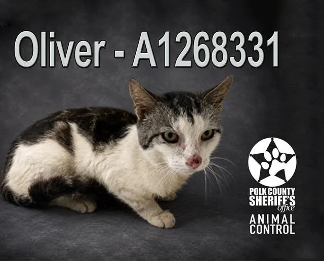 An adult small-sized male Domestic Short Hair cat named Oliver for adoption in Winter Haven, FL