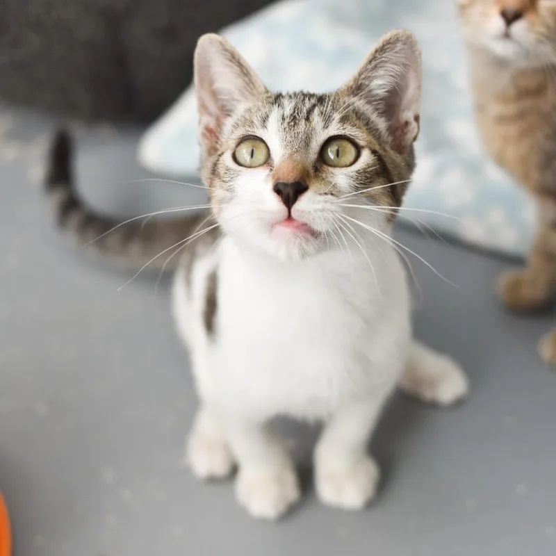 A baby small-sized male Black & White / Tuxedo Domestic Short Hair cat named Battle Cat for adoption in Kailua Kona, HI