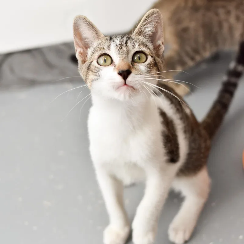 Battle Cat thumbnail 3