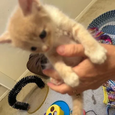 A baby small-sized male Buff / Tan / Fawn Domestic Short Hair cat named Sandy for adoption in League City, TX