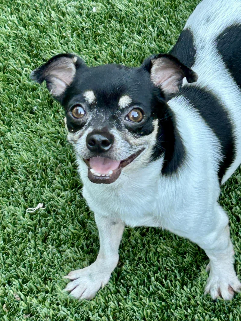 A baby small-sized male Black Chihuahua dog named Hayes for adoption in Sarasota, FL