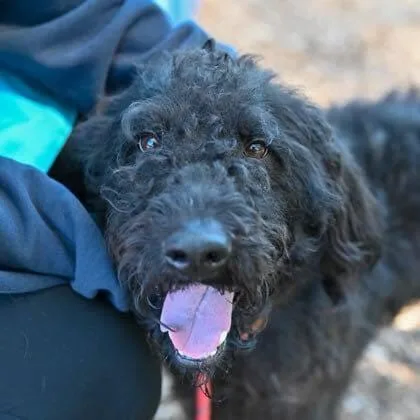 An adult medium-sized male Labrador Retriever dog named Poosh for adoption in New York, NY