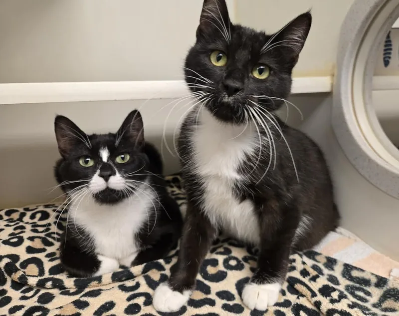 A young medium-sized female Black & White / Tuxedo Domestic Short Hair cat named Buttons And Qtip for adoption in Bellingham, WA