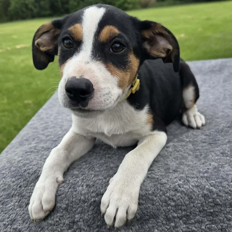 A baby medium-sized female Labrador Retriever dog named Acadia for adoption in McHenry, IL