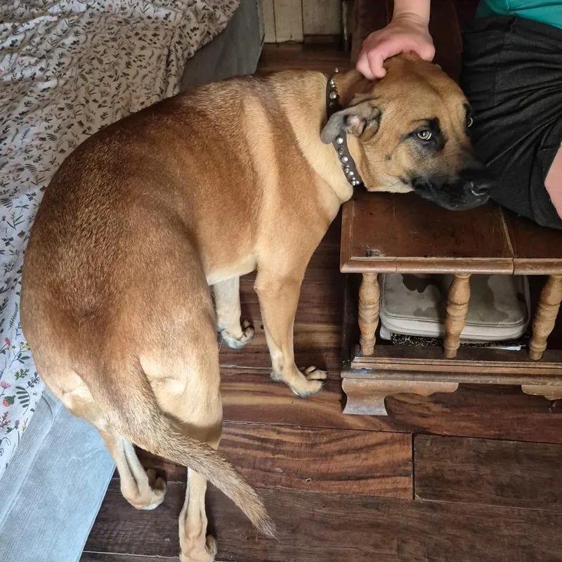 An adult medium-sized female Yellow / Tan / Blond / Fawn Mixed Breed dog named StrayWhitesvilleRoad"Puppygirl" for adoption in Columbus, GA