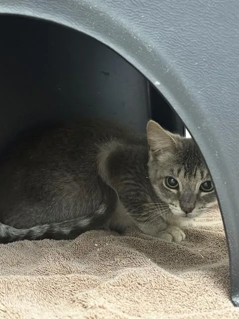A baby small-sized male Domestic Short Hair cat named Mr B for adoption in Ontario, CA