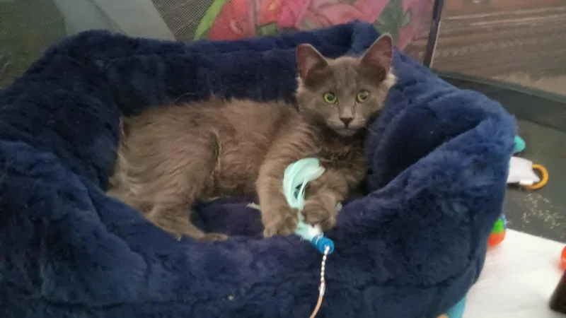 A young medium-sized male Domestic Medium Hair cat named Grayson for adoption in Diamond Springs, CA