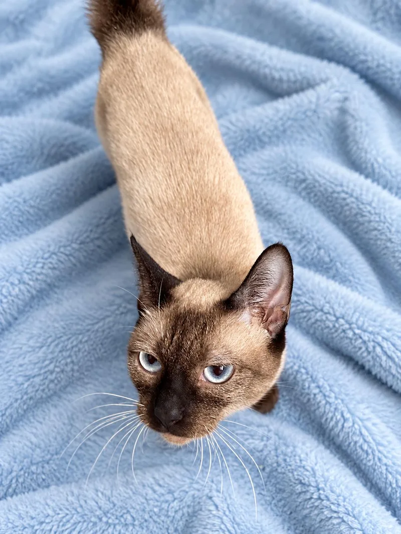 An adult medium-sized female Siamese cat named Taro for adoption in Napa, CA