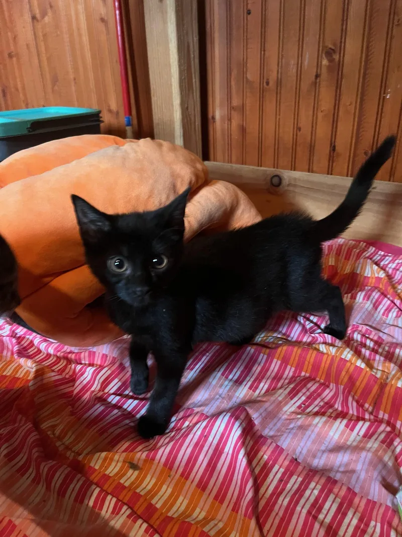 A baby medium-sized male Black Domestic Short Hair cat named Star for adoption in Ashland, OH