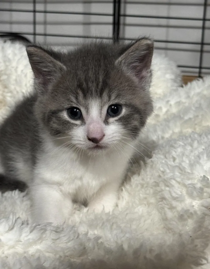 A baby medium-sized female Brown / Chocolate Domestic Short Hair cat named Leia for adoption in Port Washington, WI