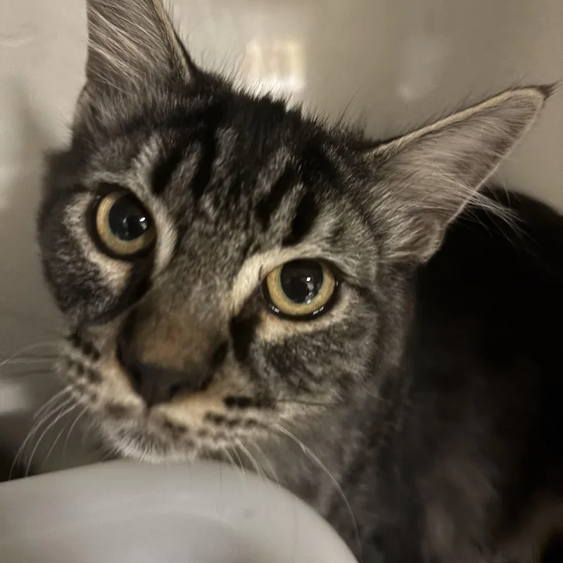 A baby small-sized male Tabby (Brown / Chocolate) Tabby cat named Bear for adoption in Eagle, CO
