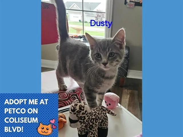 A baby small-sized male Domestic Short Hair cat named Dusty for adoption in Fort Wayne, IN