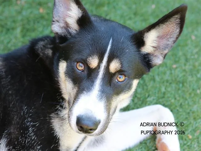 An adult medium-sized female Black Mixed Breed dog named Bianca for adoption in Nashville, TN