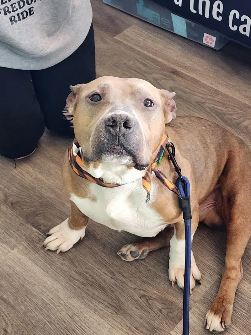 An adult medium-sized male Mixed Breed dog named Roar for adoption in Rochester , NY