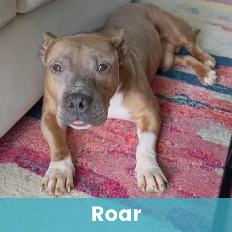 Roar thumbnail 3