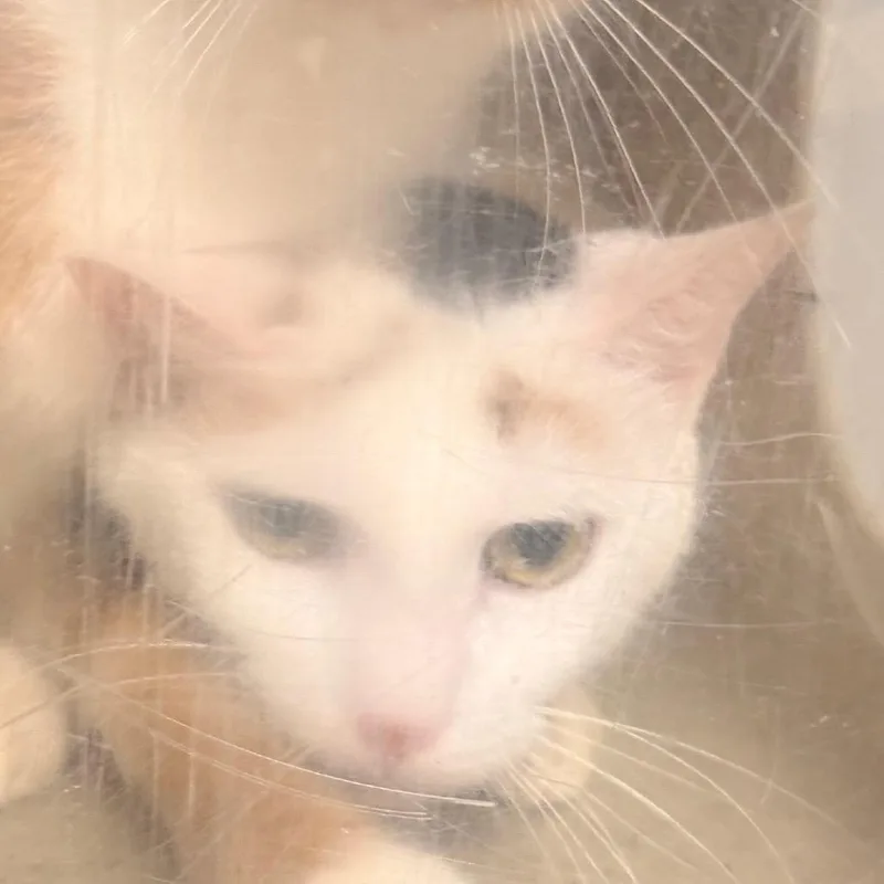 An adult medium-sized female White Domestic Short Hair cat named Kali for adoption in Dover, NH