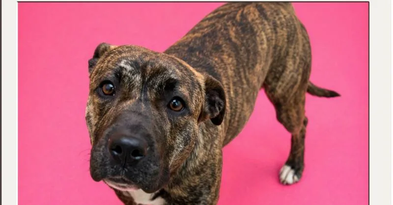 A young medium-sized female Brindle Mixed Breed dog named Malibu for adoption in Tigard, OR