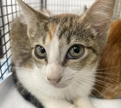 A baby small-sized female Domestic Short Hair cat named Zara for adoption in Fort Lauderdale, FL