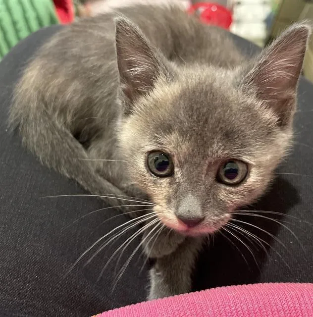 A baby small-sized female Domestic Short Hair cat named Hurricane Lala for adoption in Camarillo, CA