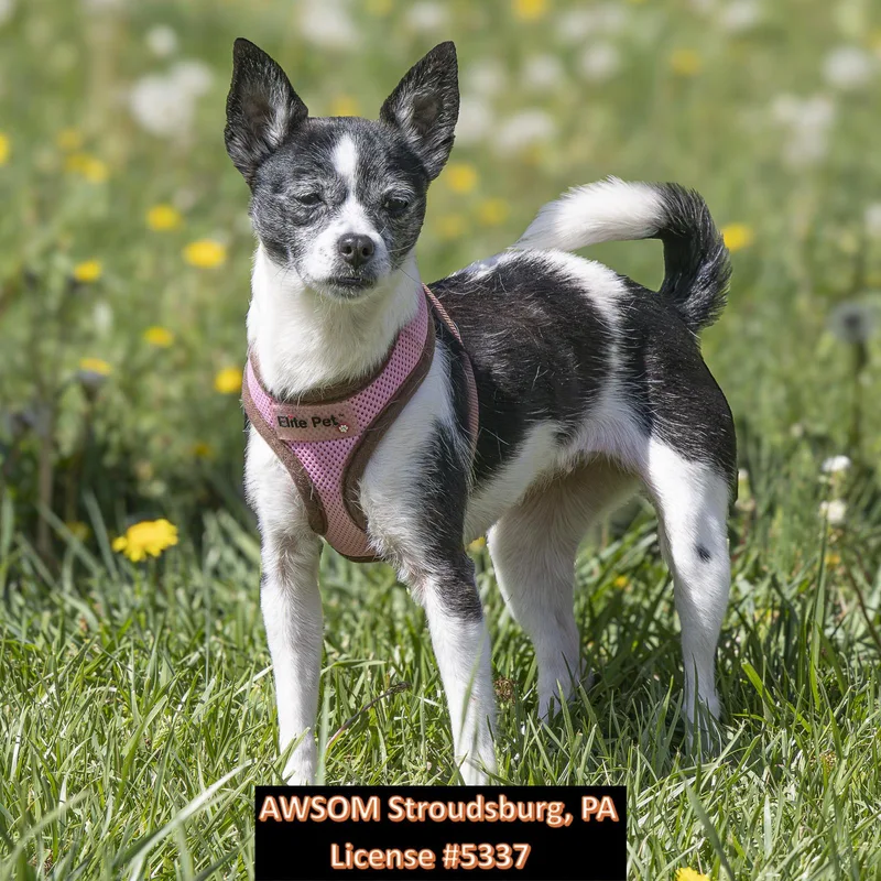 An adult small-sized female Black Chihuahua dog named Sassy for adoption in Stroudsburg, PA