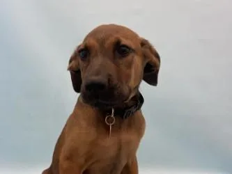 A baby large-sized male Hound dog named Moss for adoption in Golden Valley, MN