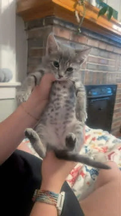A baby large-sized male Domestic Short Hair cat named Mystery for adoption in Augusta, GA