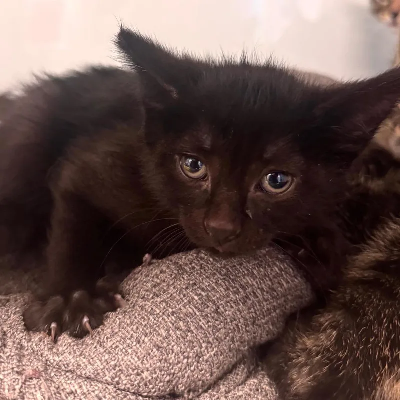 A baby small-sized male Black Domestic Short Hair cat named Clover for adoption in Wheeling, IL