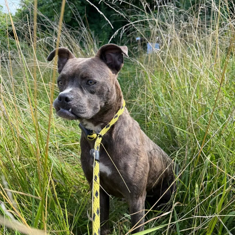 An adult medium-sized female Brindle Terrier dog named Jersey for adoption in St. Louis, MO