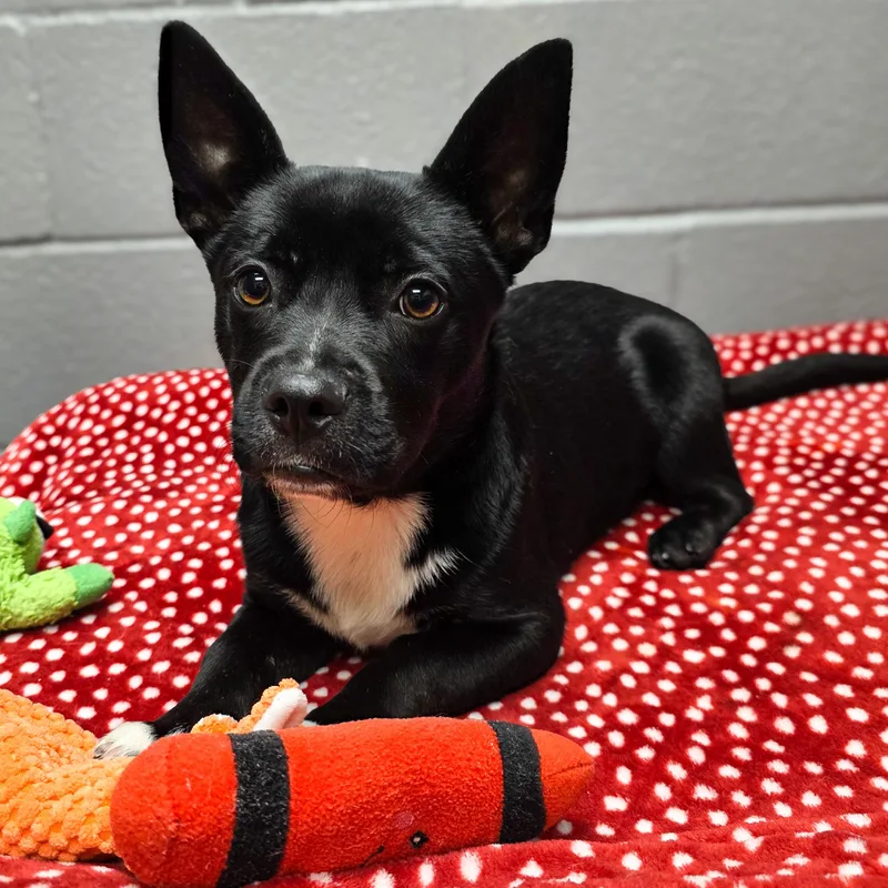 A baby medium-sized male Black Cardigan Welsh Corgi dog named Ringo for adoption in Gainesville, TX
