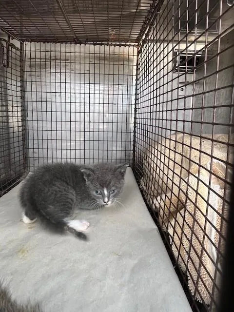 A baby small-sized female Domestic Short Hair cat named Lacy for adoption in Miami, FL