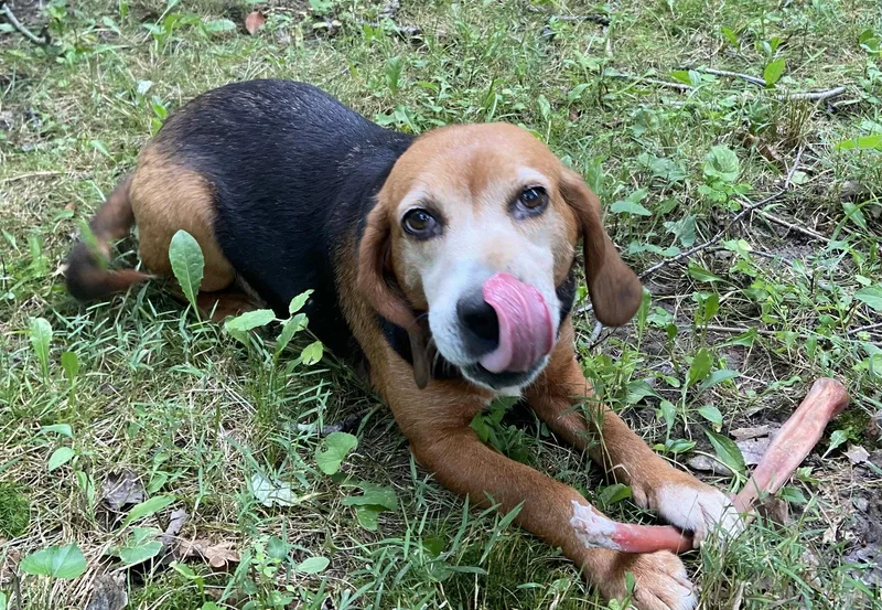 AnnieBeagle Girl