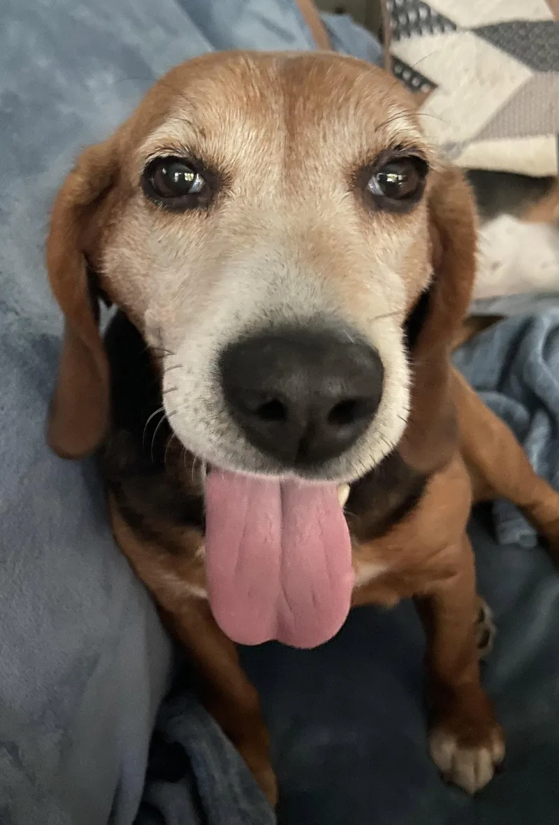 AnnieBeagle Girl thumbnail 2
