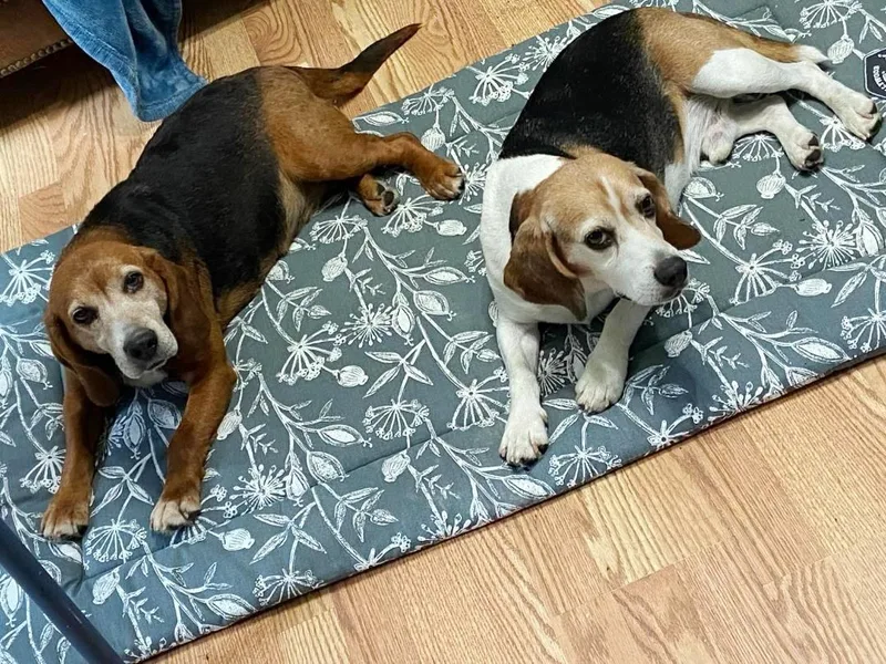 AnnieBeagle Girl thumbnail 3