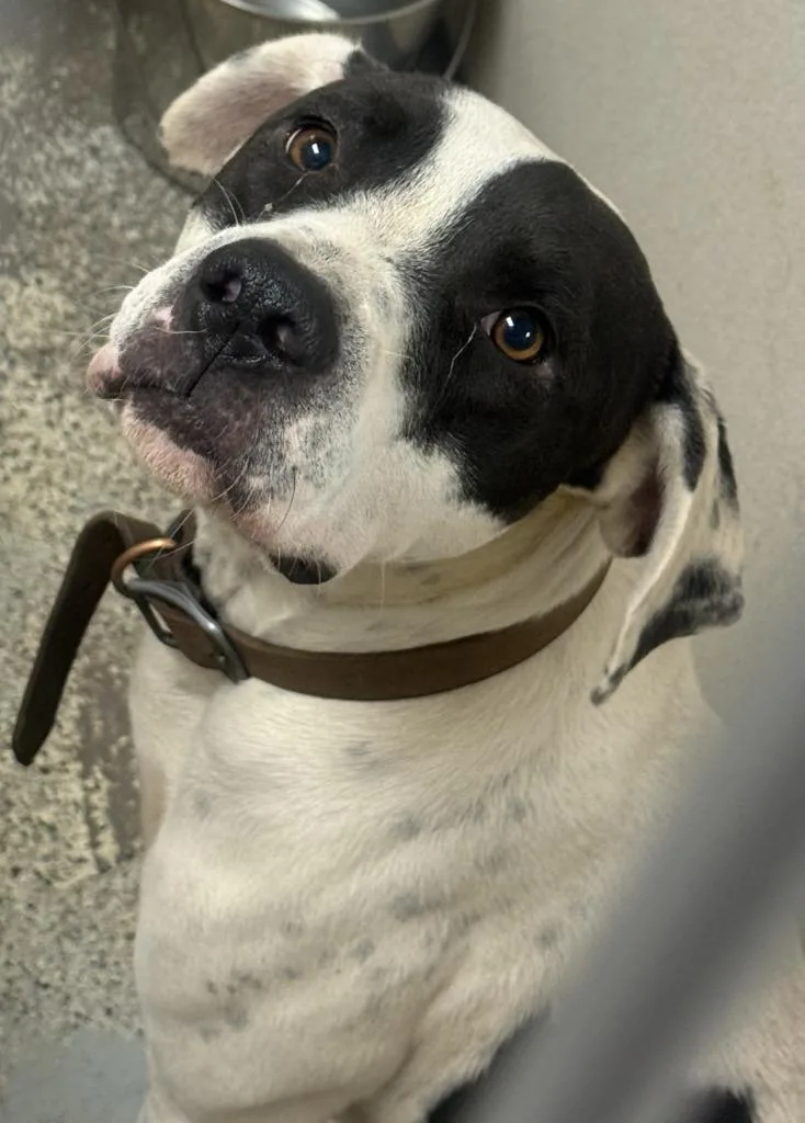 A young medium-sized male Pointer dog named Tommy for adoption in Little Rock, AR