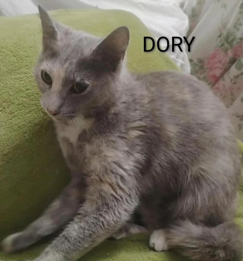 Dory thumbnail 2