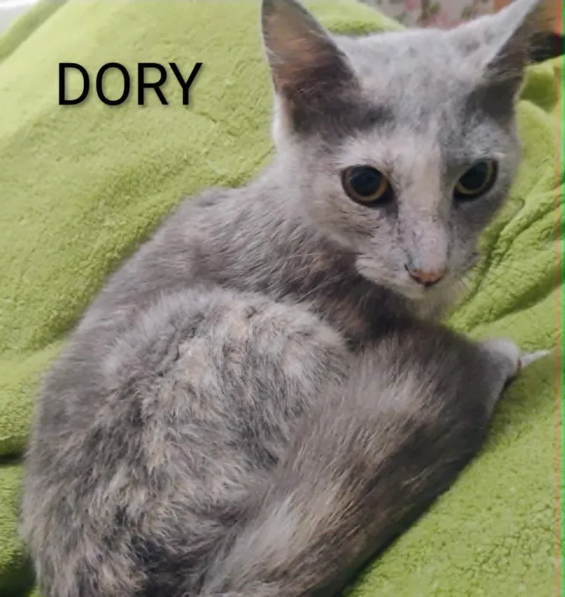 Dory thumbnail 3