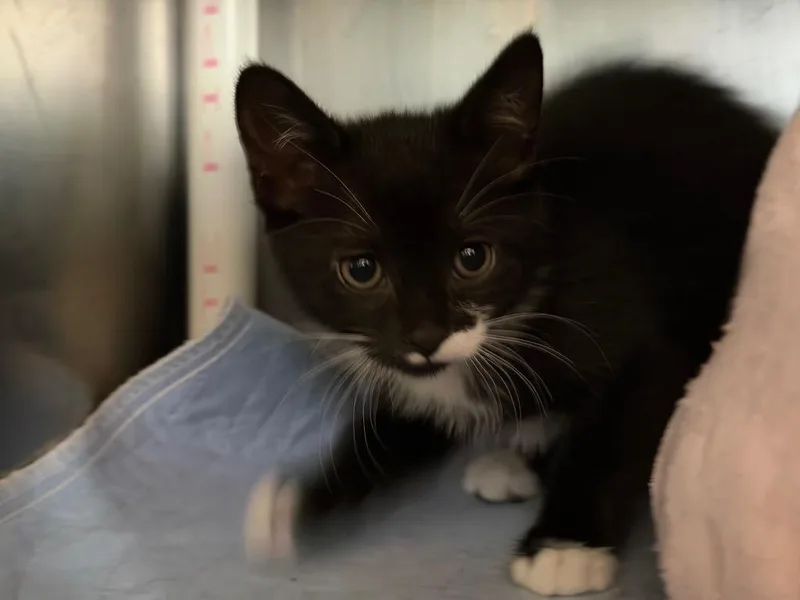 A baby small-sized female Domestic Short Hair cat named Sasha for adoption in Port Jervis, NY