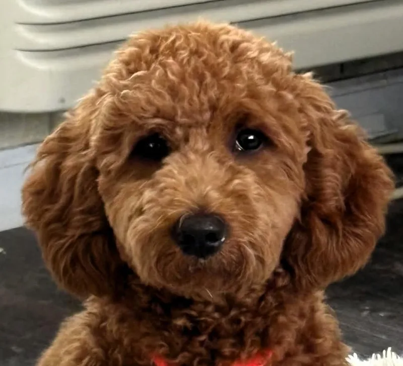 A young medium-sized female Red / Chestnut / Orange Poodle dog named Penni for adoption in Paris, KY