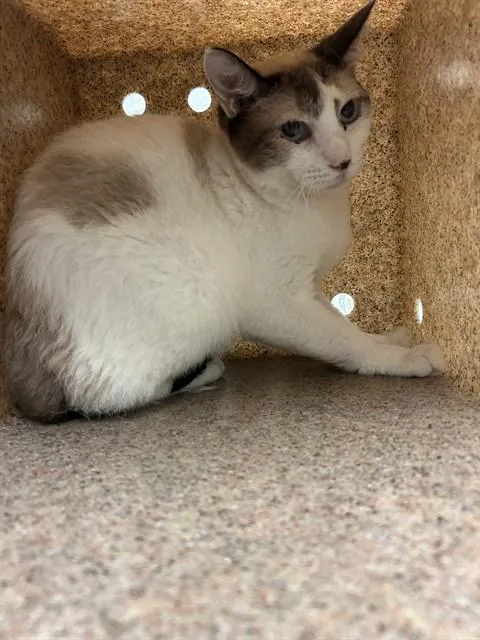 An adult medium-sized male Domestic Short Hair cat named Fish for adoption in Bakersfield, CA