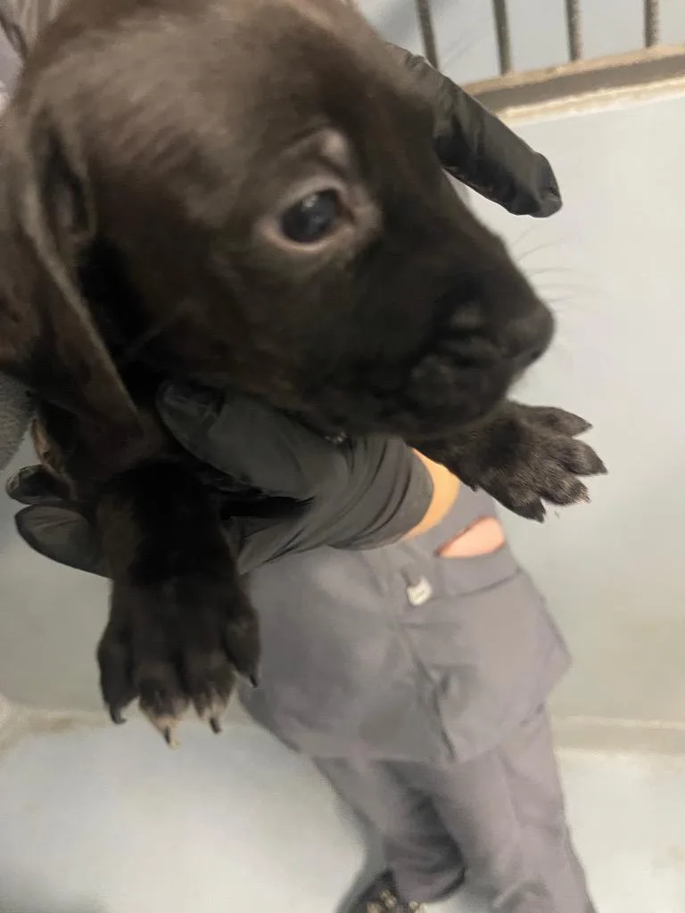 A baby large-sized male Mixed Breed dog named Harris for adoption in Cartersville , GA
