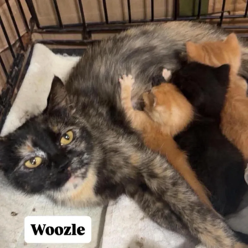 A young medium-sized male Black Domestic Short Hair cat named Woozle for adoption in Buffalo, MN