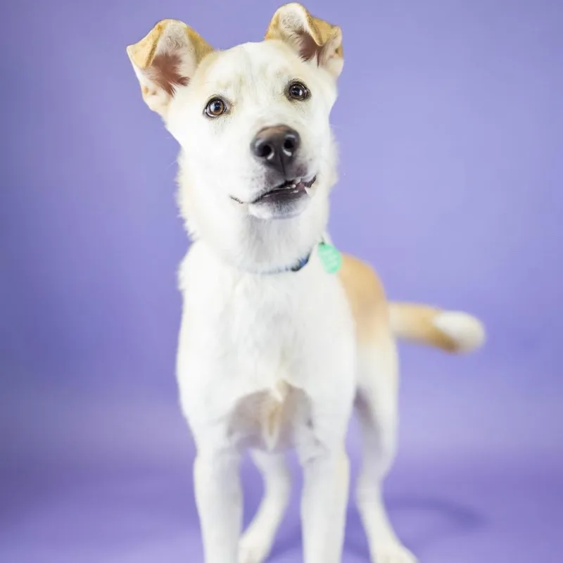 A young medium-sized male Black Mixed Breed dog named Oliver for adoption in Portland, OR
