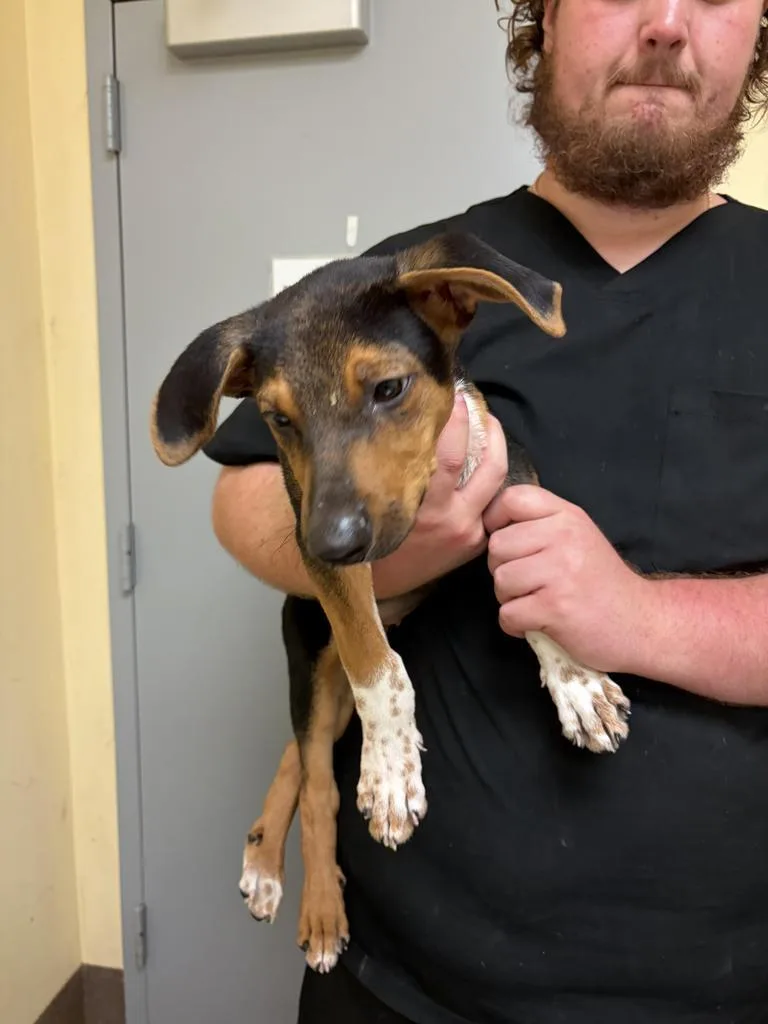 A baby medium-sized male Mixed Breed dog named Orange✅ for adoption in Florence, SC
